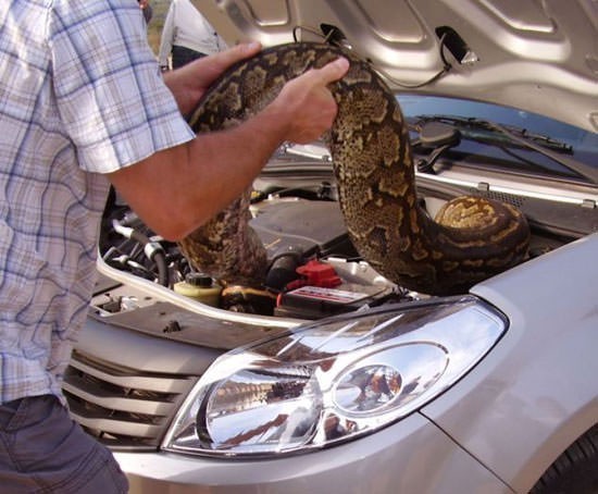MOTORDAN SES GELİYOR DİYE KENARA ÇEKTİ... KAPUTU AÇTIĞINDA ŞOK OLUP, BAYILDI...