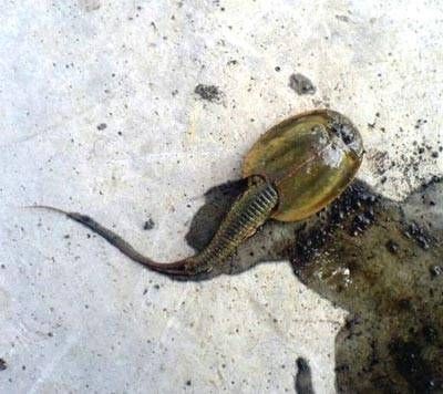 İşte bilimin aciz kaldığı sır gibi yaratıklar!