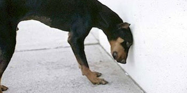 BAŞINI DUVARA YASLAYAN KEDİ VEYA KÖPEK GÖRÜRSENİZ DİKKAT..!