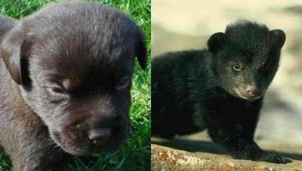 2 YIL KÖPEK SANIP BESLEDİ BÜYÜDÜĞÜNDE BAKIN NEYE DÖNÜŞTÜ…