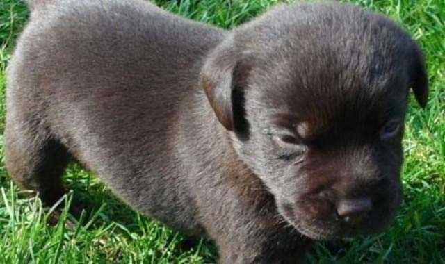 2 YIL KÖPEK SANIP BESLEDİ BÜYÜDÜĞÜNDE BAKIN NEYE DÖNÜŞTÜ…