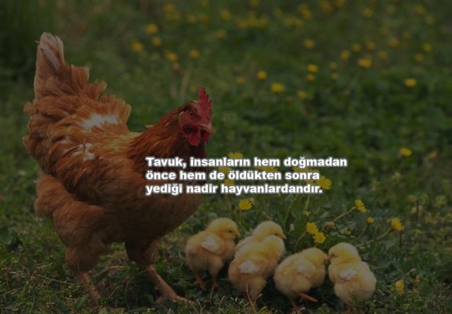 İLGİNÇ BİLGİLER!