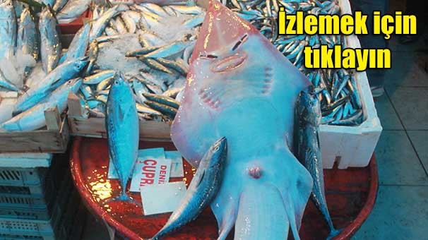 YÜZÜNÜ GÖREN BİRKEZ DAHA BAKIYOR! İNSAN YÜZLÜ BALIK!