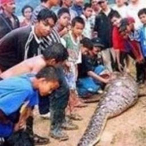 Dev yılan kadını yuttu!