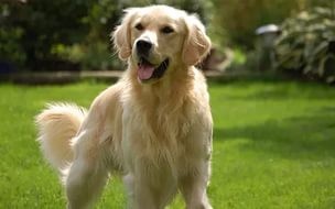 KÖPEĞE T*CAVÜZ EDEN ADAMI KIZ ARKADAŞI YAKALADI!