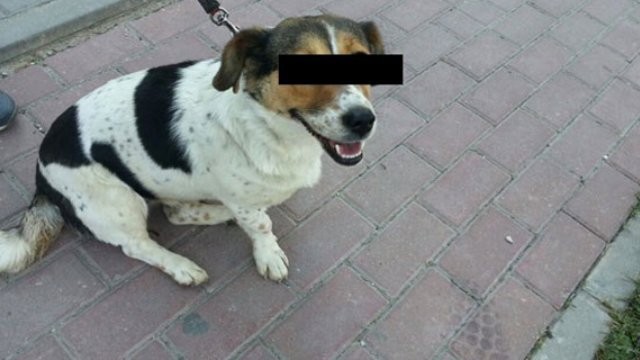 KÖPEĞE T*CAVÜZ EDEN ADAMI KIZ ARKADAŞI YAKALADI!
