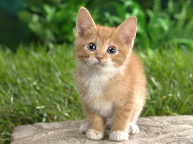 Evde Yılan Var Sanıp İtfaiyeyi Çağırdılar ! Ortaya Çıkan Şey Herkesi Şok Etti!