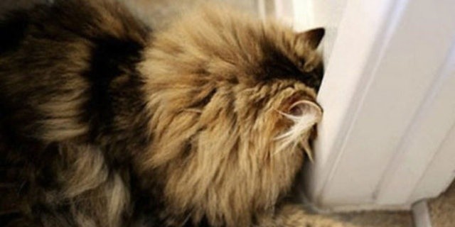 BAŞINI DUVARA YASLAYAN KEDİ VEYA KÖPEK GÖRÜRSENİZ DİKKAT..!