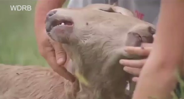 BU BUZAĞI GÖRENLERİ HAYRETE DÜŞÜRÜYOR...