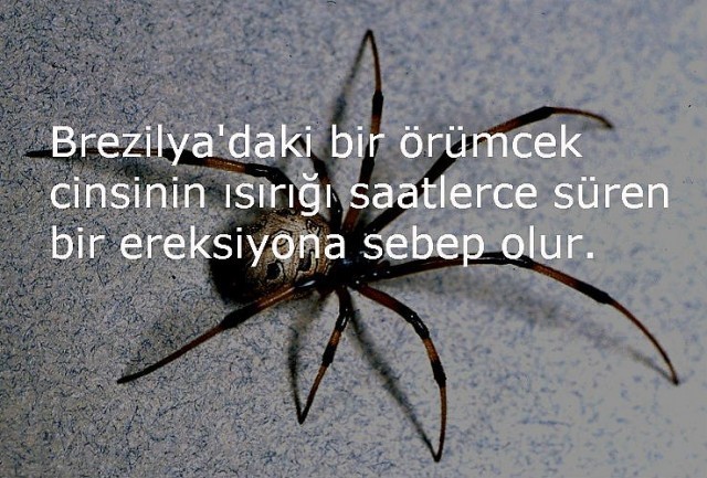 İLGİNÇ BİLGİLER!