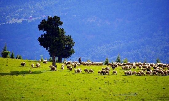 40 Yaşına Kadar Hiç Sevgilisi Olmamış Adamı Evlendirdiler! Gelini Sakat Bıraktı! YOK ARTIK DEDİRTEN O HABER!