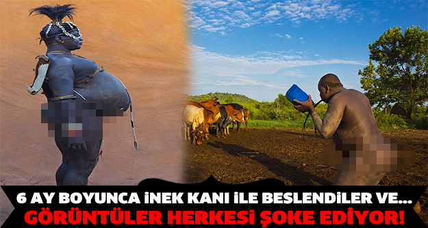 6 ay boyunca inek kanı ile beslendiler ve...