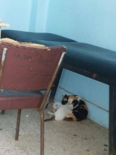 Çok Şaşıracaksınız! Hastane Demeye Bin Şahit Lazım