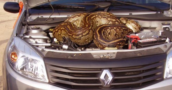 MOTORDAN SES GELİYOR DİYE KENARA ÇEKTİ... KAPUTU AÇTIĞINDA ŞOK OLUP, BAYILDI...