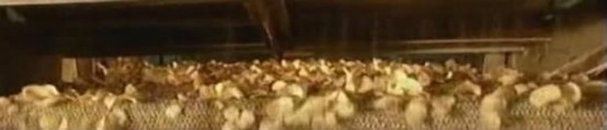 Cips Nasıl Yapılır.. Bir daha yemek istemeyeceksiniz !
