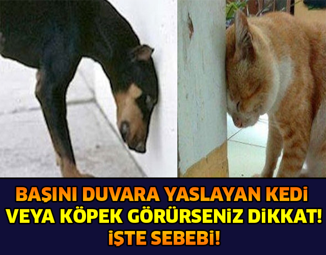 BAŞINI DUVARA YASLAYAN KEDİ VEYA KÖPEK GÖRÜRSENİZ DİKKAT..!