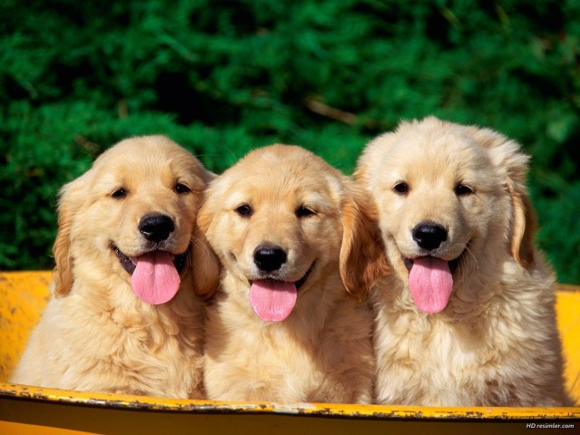 KÖPEĞE T*CAVÜZ EDEN ADAMI KIZ ARKADAŞI YAKALADI!