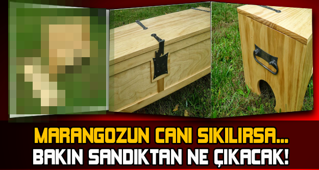 MARANGOZUN CANI SIKILIRSA... BAKIN SANDIKTAN NE ÇIKACAK!