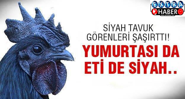 Siyah tavuğun sırrı ne?