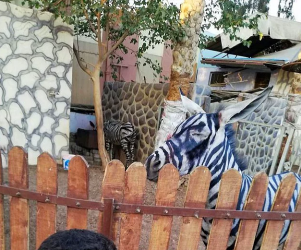Eşeği Zebra Gibi Görünmesi İçin Siyah Beyaz Çizgilerle Boyayıp Sergileyen Hayvanat Bahçesi