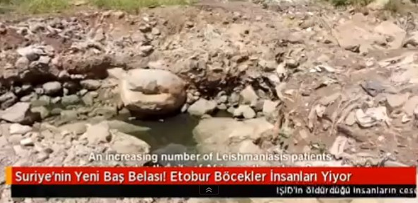 Sonunda Bunu da Yaptılar! Bu Böcek İnsan Eti Yiyor..