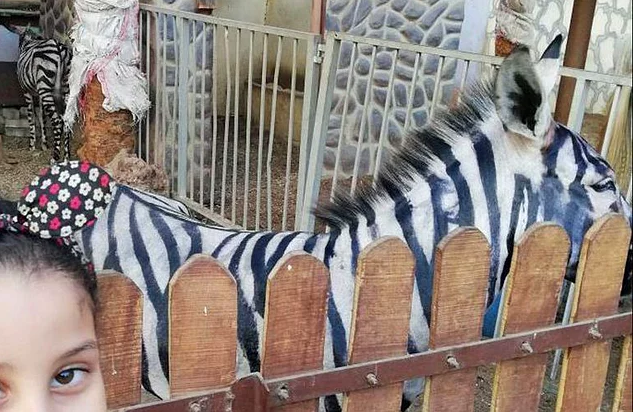 Eşeği Zebra Gibi Görünmesi İçin Siyah Beyaz Çizgilerle Boyayıp Sergileyen Hayvanat Bahçesi
