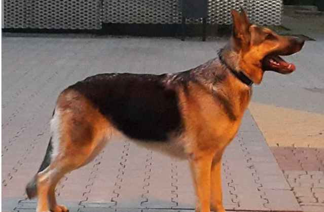 Bok Yoluna Değil Seks Yoluna Gittiler! Dehşet Verici Hikâyeleriyle Tarihteki 9 Ölümcül Seks Vakası