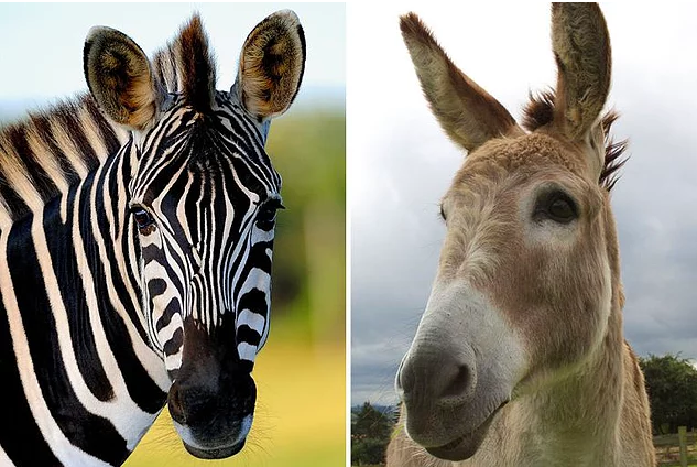 Eşeği Zebra Gibi Görünmesi İçin Siyah Beyaz Çizgilerle Boyayıp Sergileyen Hayvanat Bahçesi