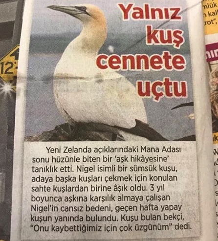 Görüldüğü An Bir Yanınızın Hüzünlenip Bir Yanınızın Eğleneceği Gelgitler Yaşatacak Görseller