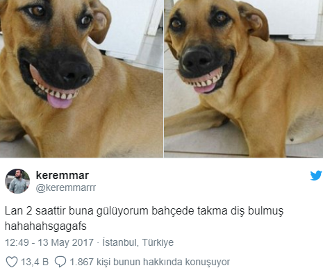 Evcil Hayvanlarıyla Yaşadıkları Komik ve Tatlı Anları Paylaşarak Herkesi Güldüren kişiler