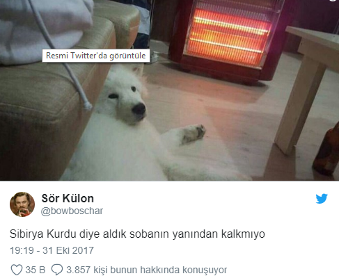Evcil Hayvanlarıyla Yaşadıkları Komik ve Tatlı Anları Paylaşarak Herkesi Güldüren kişiler