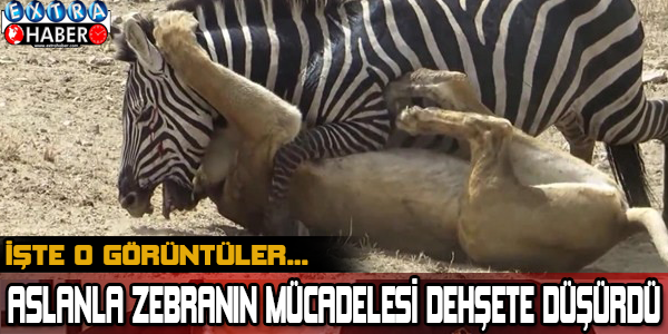Aslanla zebranın mücadelesi dehşete düşürdü! İşte o görüntüler...