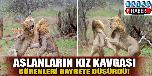 Aslanların kız kavgası görenleri hayrete düşürdü!