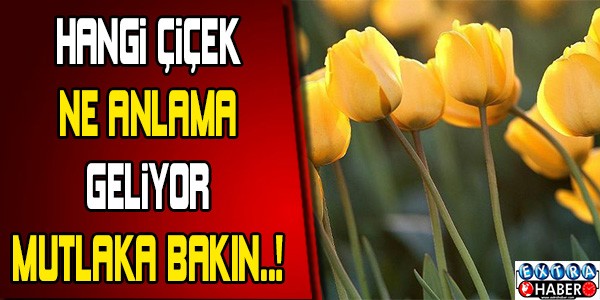 Hangi çiçek ne anlama geliyor?