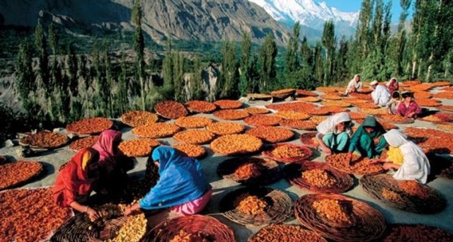İŞTE 70’İNDE DOĞURAN, ORTALAMA 120 YIL YAŞAYAN VE KANSER BİLMEYEN HUNZA TÜRKLERİNİN SIRRI!!
