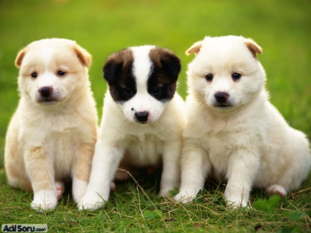 KÖPEĞE T*CAVÜZ EDEN ADAMI KIZ ARKADAŞI YAKALADI!