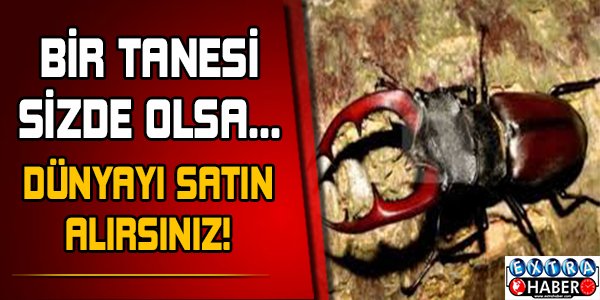 Bu hayvanlar bir servet değerinde!
