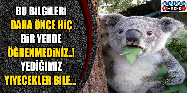 Bu bilgileri daha önce hiç bir yerde öğrenmediniz..! Yediğimiz yiyeceklerde bile...