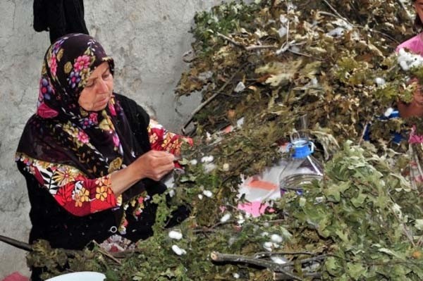 Bu böcek ayda 5 bin lira kazandırıyor
