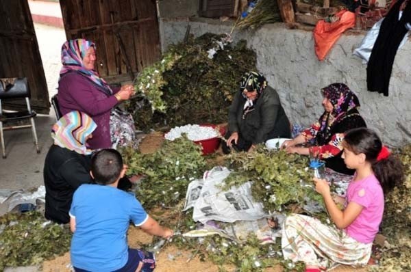 Bu böcek ayda 5 bin lira kazandırıyor