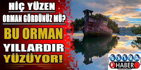 Hiç yüzen orman gördünüz mü?