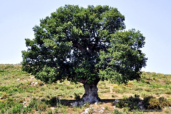 CEVİZ AĞACININ DİBİNDE NEDEN OTURULMAZ? İŞTE NEDENİ...
