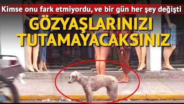 Gözyaşlarınızı Tutamıyacaksınız!