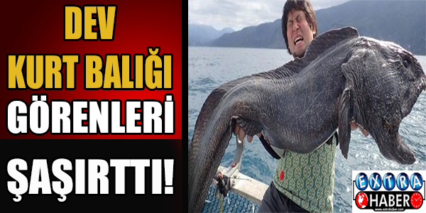 Dev kurt balığı görenleri şaşkına çevirdi!