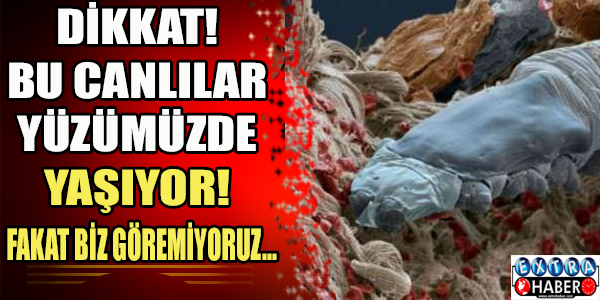 Dikkat! Bu canlılar yüzümüzde yaşıyor... Fakat biz göremiyoruz...