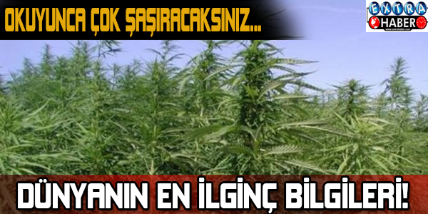 Dünyanın en ilginç bilgileri! Okuyunca çok şaşıracaksınız...