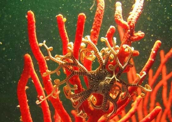 Karada yaşayan balık gördünüz mü?