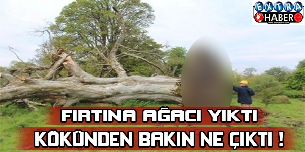 Fırtına Ağacı Yıktı Kökünden Bakın Ne Çıktı !!!