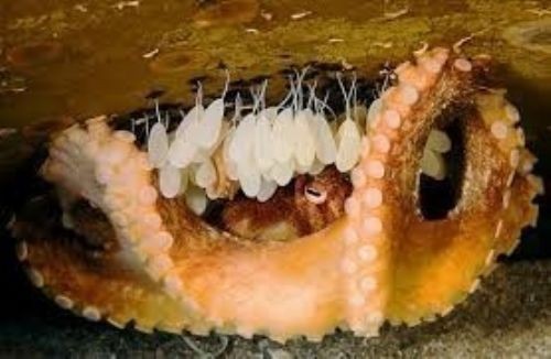 Kızı hamile sandılar ama karnından öyle bir şey çıktı ki..