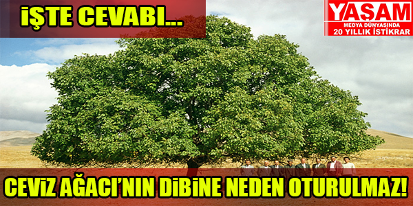 CEVİZ AĞACININ DİBİNDE NEDEN OTURULMAZ? İŞTE NEDENİ...